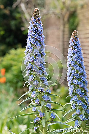 Pride of Madeira Echium fastuosum Blue Dwarf, violet-blue flowers Stock Photo